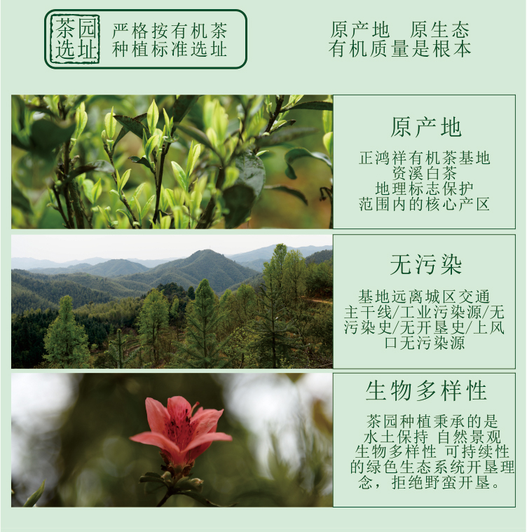 野生红茶宣传图_03.jpg